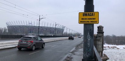 Uwaga! Obostrzenia dla psów i kotów na terenie Warszawy w związku z pojawieniem się 103 przypadków zarażenia wirusem!