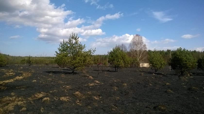 Spłonęły dwa budynki i 7 hektarów nieużytków