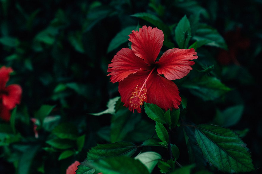 Hibiskus (Hibiscus rosa-sinensis)