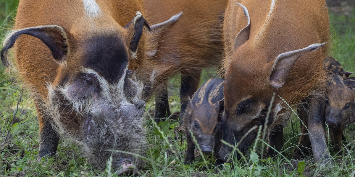 Rodzinka świnek rzecznych w chorzowskim zoo powiększyła się o 8 maluchów