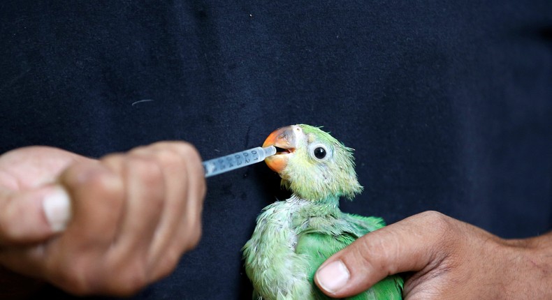 A caretaker feeds water mixed with multivitamins to a parakeet dehydrated due to heat at Jivdaya Charitable Trust in Ahmedabad.