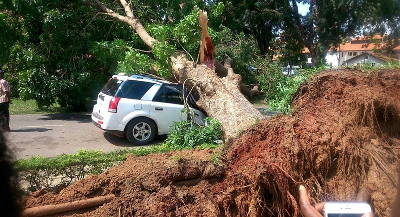 Giant tree falls on vehicle at University of Ghana, Legon