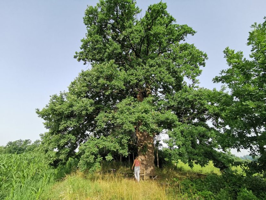 Čudotvorni hrast u Tijanju