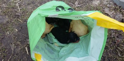 W lesie natknęli się na tę kupkę nieszczęścia. Ktoś skazał na śmierć 5 szczeniaczków. Wiadomo, kto to zrobił!