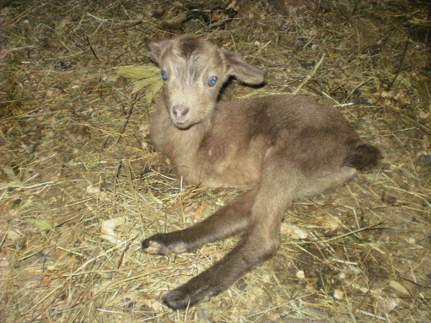 Koza je jare hranila samo prva dva dana, a onda ga je odbacila