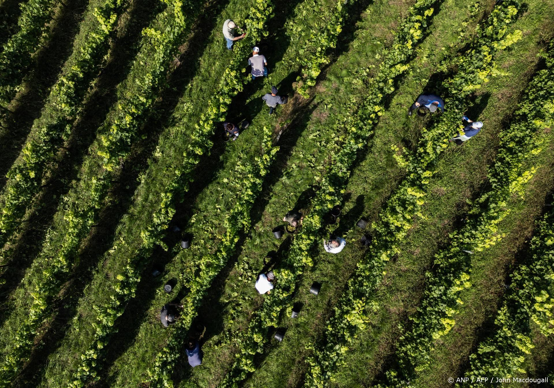 Duitse wijnbouw in de zwaarste crisis: productie €1,20, verkoop €0,40-0,60