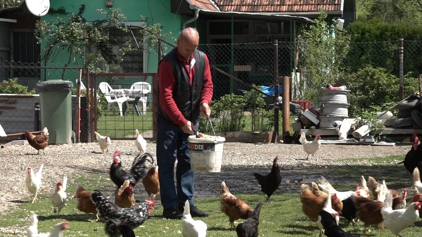 Najskuplje kokoške na svetu