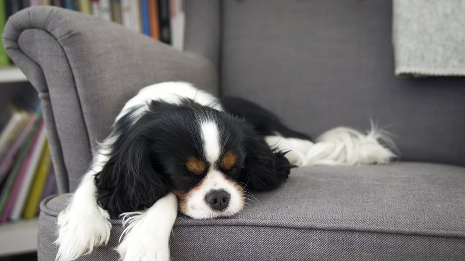 Cavalier king charles spaniel