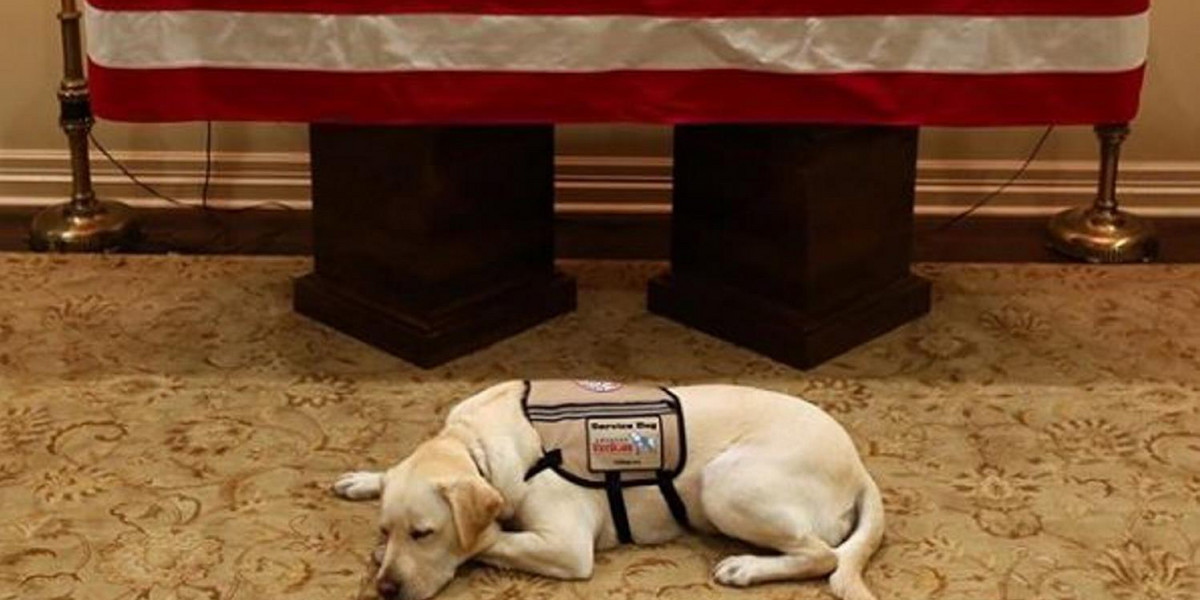Pies George'a H.W. Busha czuwa przy trumnie zmarłego pana. Łzy same cisną się do oczu