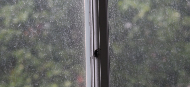 Sposoby na muchy. Wymieszaj dwa składniki z wodą i spryskaj tym okna