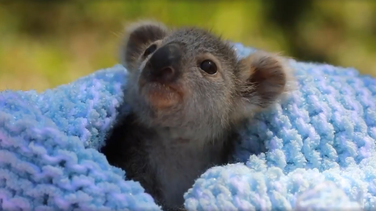 Australia: Miś Koala Lewis nie żyje. Został uśpiony