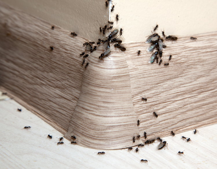 Pojawienie się mrówek w domu to bardzo uciążliwy problem - Cherkas/stock.adobe.com