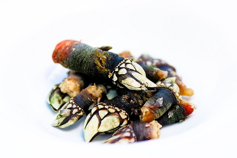 Percebes