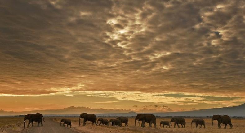 Conservationist Steve Cooke says a safari company has been tagging animals in order to find them to show guests