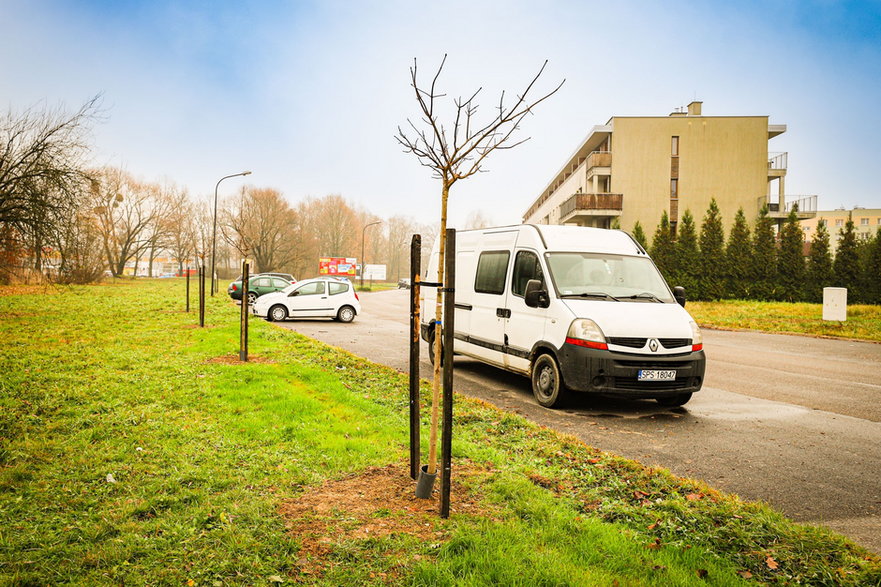 Nowe nasadzenia na osiedlu Piastów w Pszczynie - 24.11.2022 - autor: Oskar Piecuch / UM Pszczyna