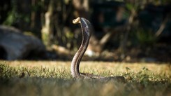 Przeszedł malarię, dengę i COVID-19. Wreszcie ukąsiła go kobra