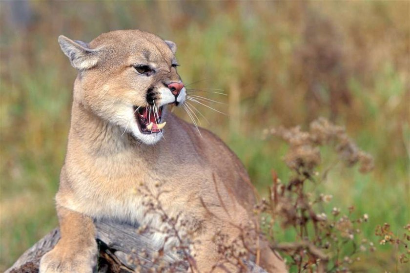 Uwaga! Puma grasuje pod klasztorem!