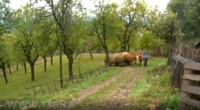 otac sa ralom i volovima