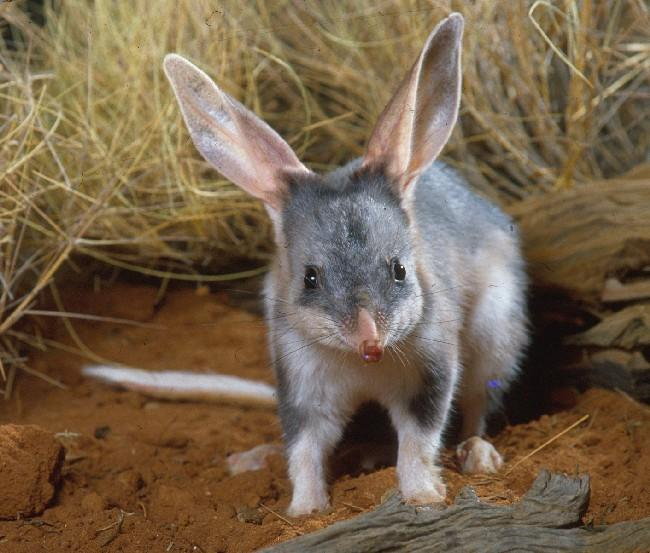 Wielkouch króliczy w Queensland