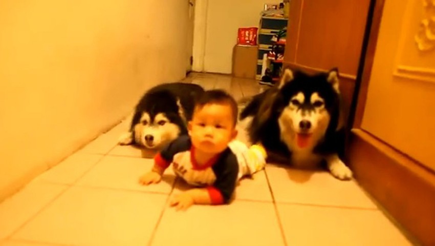 Podrška četvoronožnih prijatelja