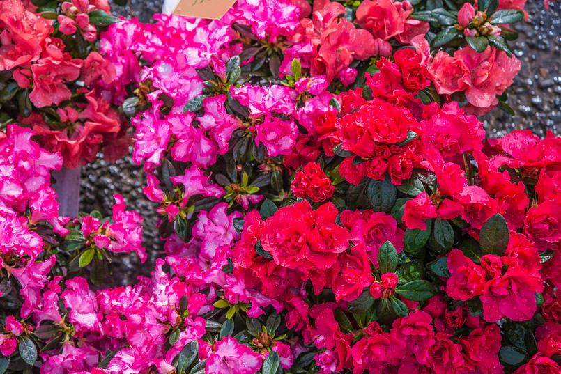 Azalia Azalie kwiaty krzewy piękny ogród Bright,Red,And,Purple,Azalia,Flowers,With,Rain,Drops,Top