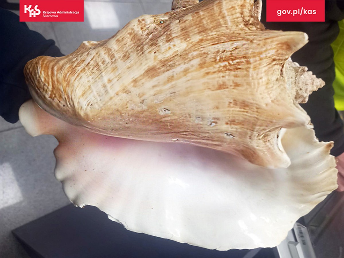 Muszla skrzydelnika olbrzymiego