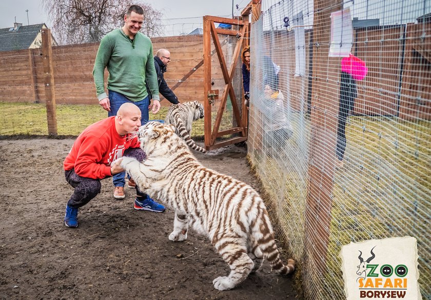 Artur Szpilka i Andrzej Wawrzyk bawili się z tygrysami