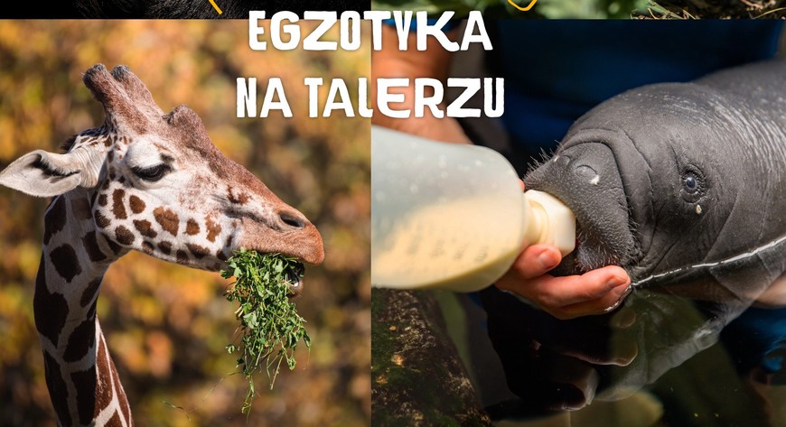 Zoo zaprasza na  wielką atrakcję w ferie