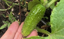 Ile soli na litr wody do ogórków małosolnych?