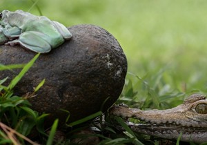 Kad im se približio krokodil