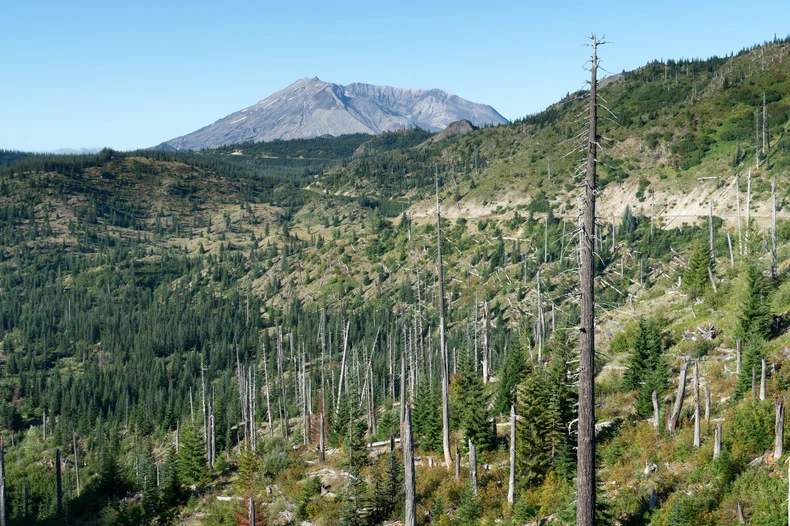 Drveće je za tren ostajalo ogoljeno poput čačkalica nakon erupcije vulkana i godine su bile potrebne da se vegetacija obnovi