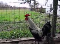 Najlepszy kogut świata pieje na rekord