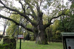 Dąb Bartek uszkodzony w wyniku wichury