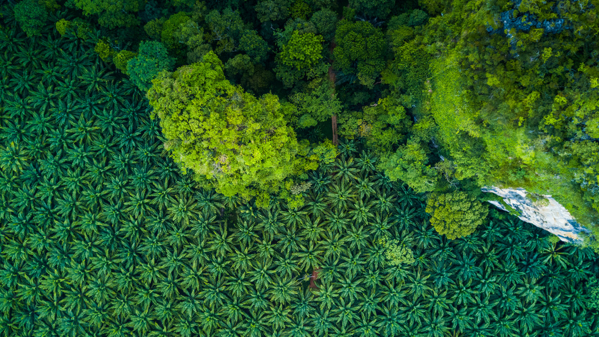 Międzynarodowa Unia Ochrony Przyrody (IUCN) opublikowała raport, z którego wynika, że całkowita rezygnacja z produkcji oleju palmowego będzie brzemienna w negatywne skutki.