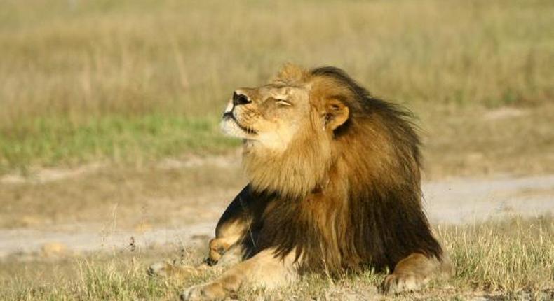 Zimbabwe lifts hunting ban imposed after killing of Cecil the lion: US report