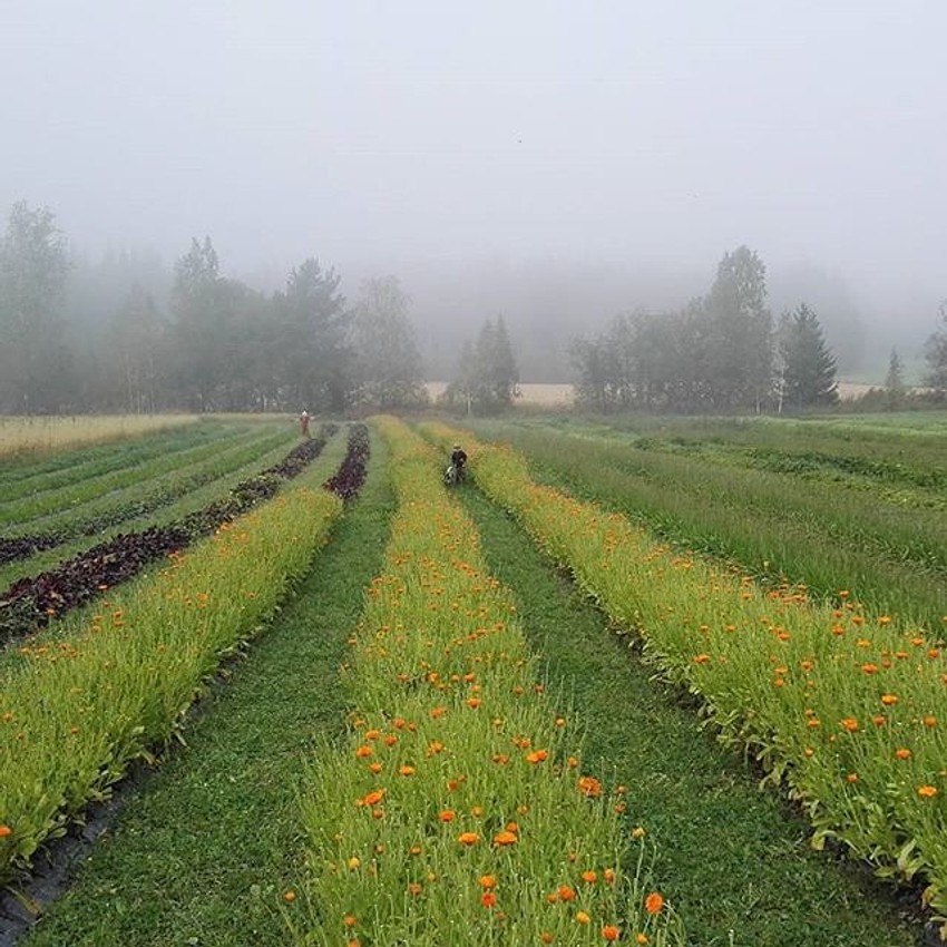 Branje na organskim plantažama samo ukoliko ispunjavate određene uslove