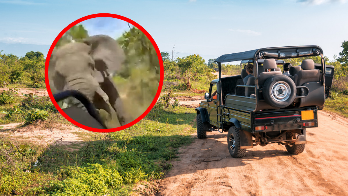 Słoń zaatakował samochód z turystami na safari. Jest jedna ofiara [WIDEO]