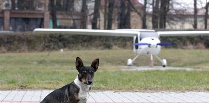 Piesek zamieszkał na lotnisku