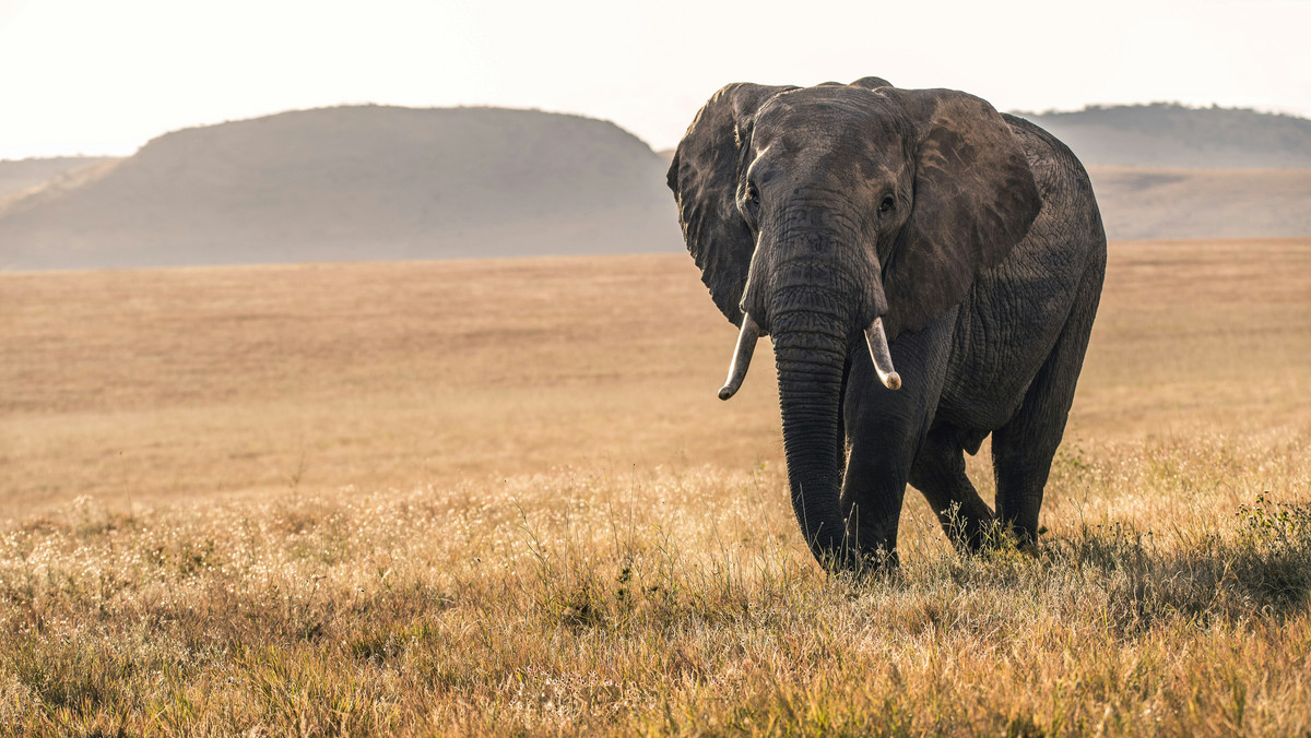 Dramat turystów w Zambii. Słoń zaatakował samochód, zginęła kobieta
