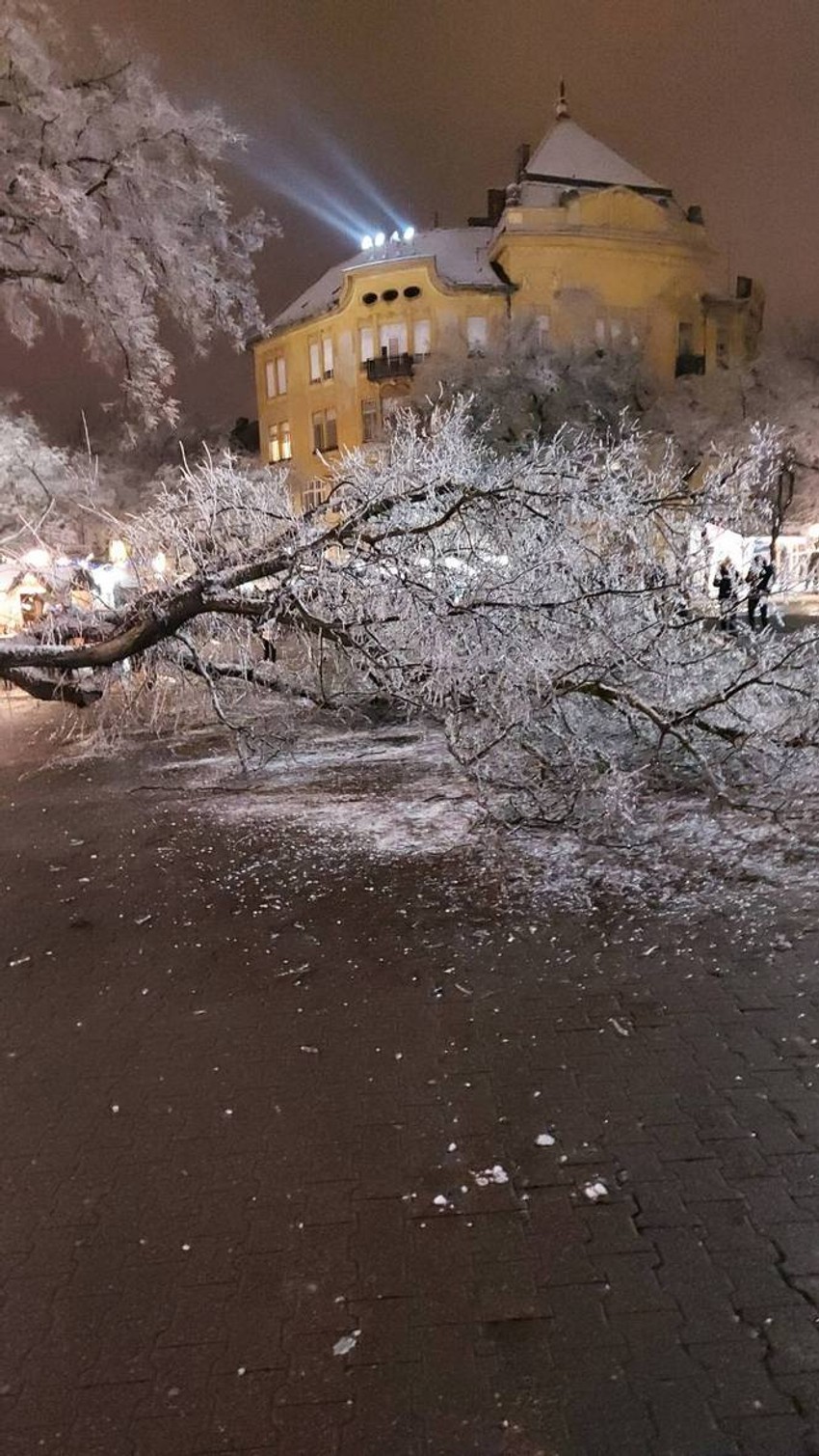 Zbog ledene kiše i zime obrušavaju se stabla i bandere u Subotici