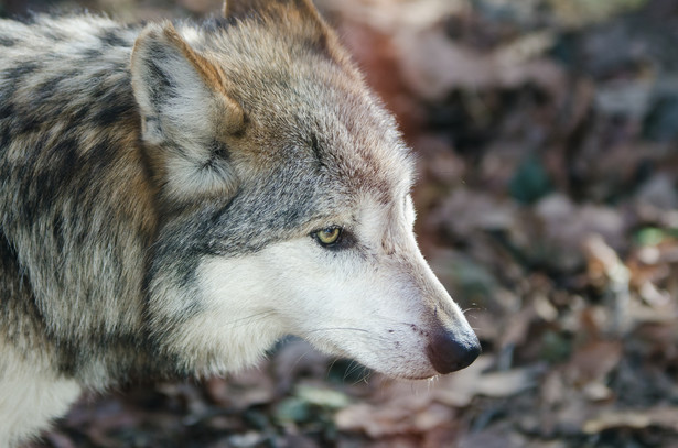 Incydent w Rosji. Trzylatek został pogryziony przez wilka w ogrodzie zoologicznym