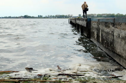 Ponad pół tony śniętych małży nad zalewem. Wykryto zwiększoną ilość tlenu w wodzie