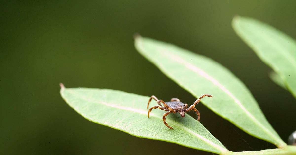 Kleszcz afrykański w Polsce. Odnotowano dotąd około 12 przypadków