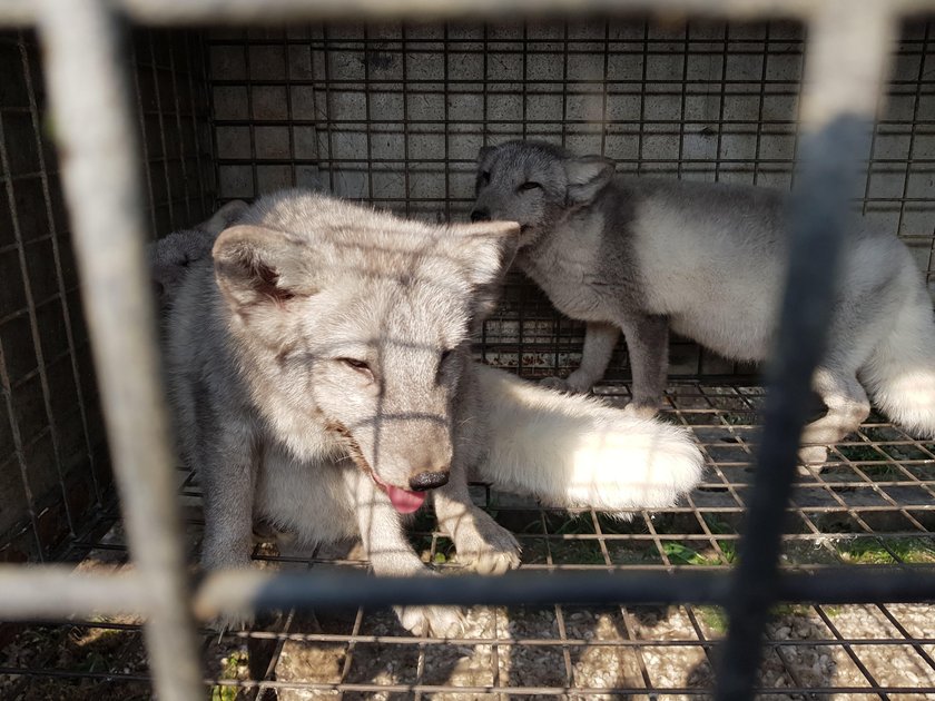 Ratujmy lisy skazane na śmierć!