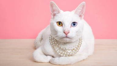 10 biżuteryjnych dodatków idealnych dla kociary