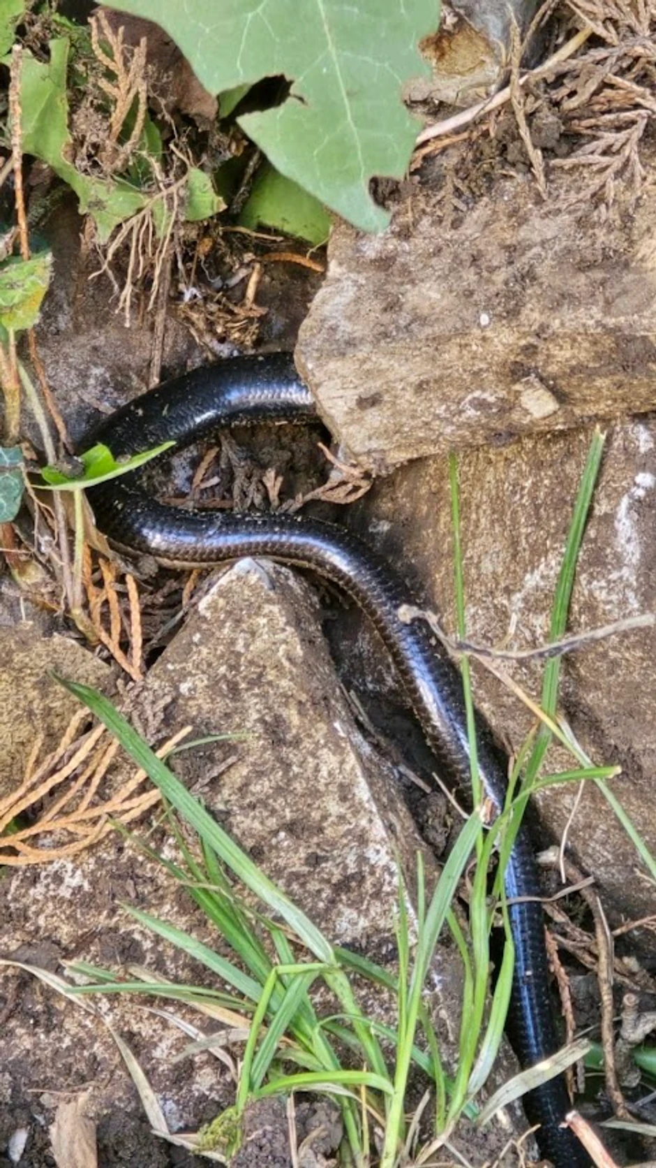 "Valjevski kraj, sa koje god strane da krenete, normalno je stanište poskoka i drugih zmija"
