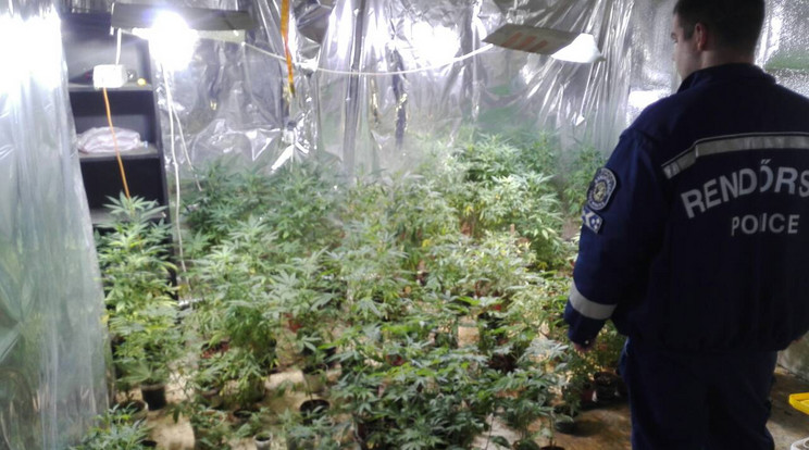 Kisebb cannabis-erdőt találtak a zsaruk egy ócsai házban /Fotó: Police.hu