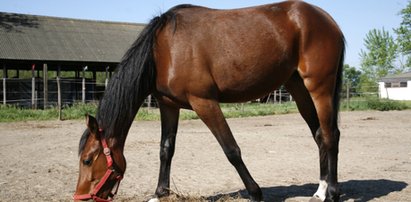 Bestialstwo na Kaszubach! Ktoś zastrzelił karmiącą klacz