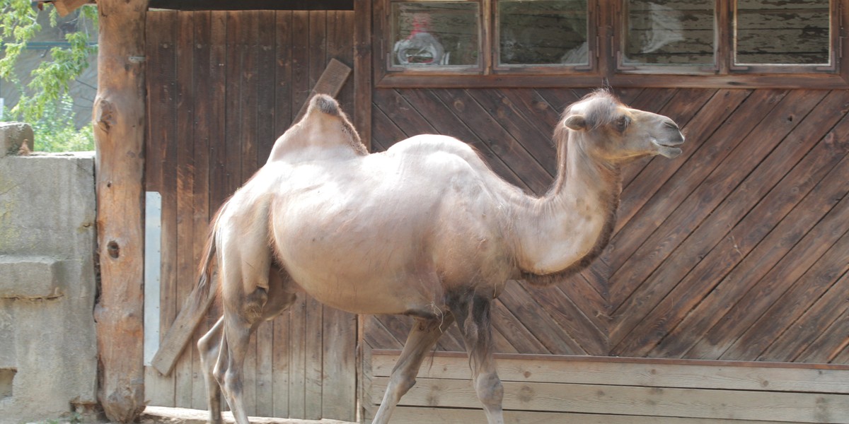 Wielbłądy z Łódzkiego ZOO