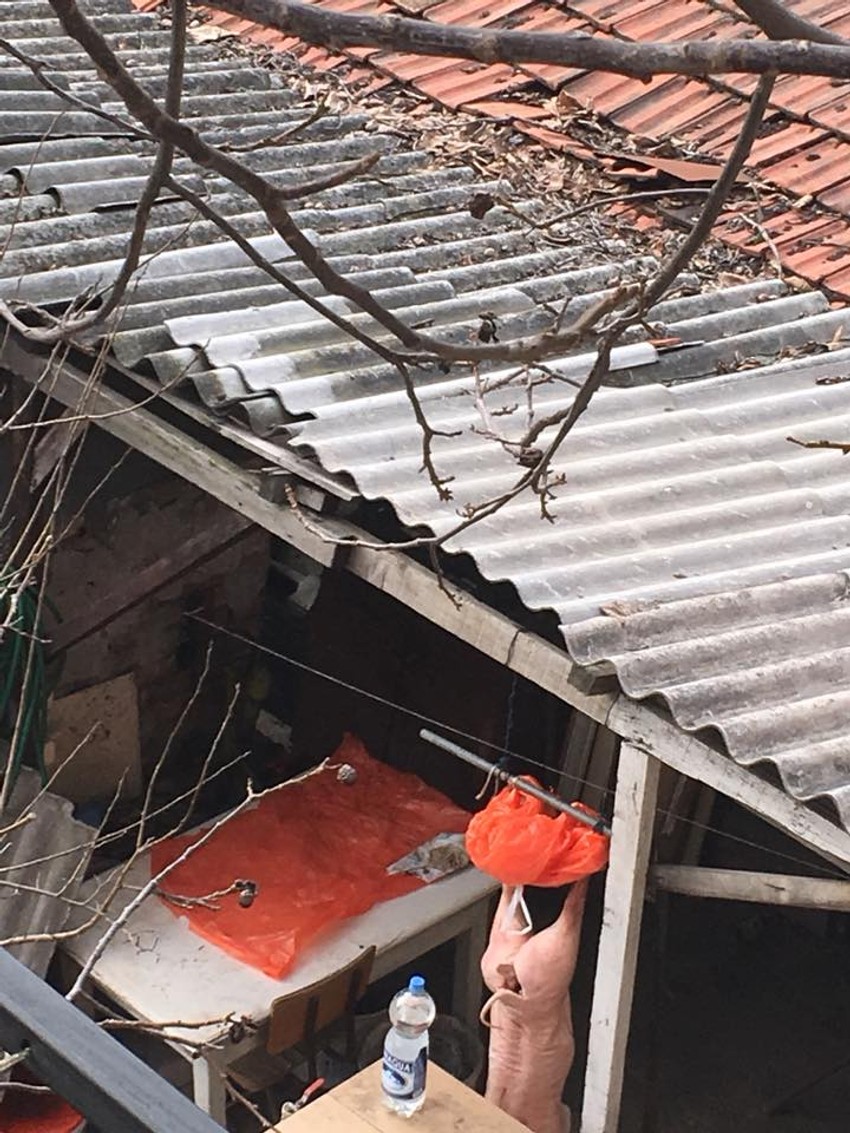 Prase je spremno da za pečenje